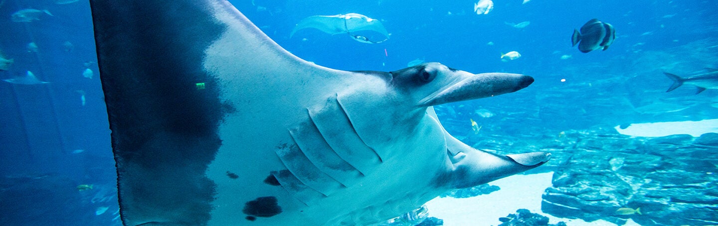 New International Center Will Support Collaborative Solutions to Improve Health of World’s Oceans