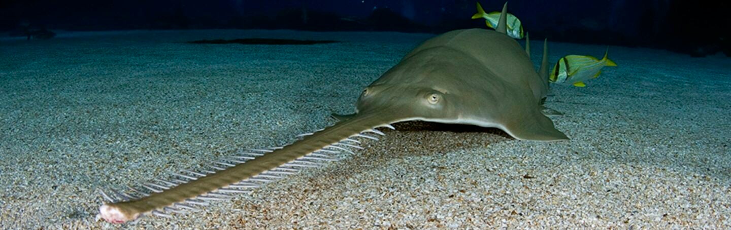 Saving Sawfish