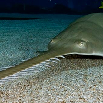 Saving Sawfish