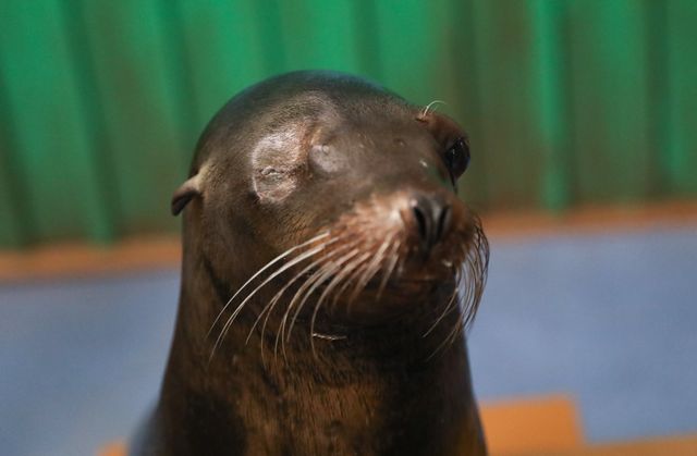 Sea Lions Alex & Josie Receive Surgery for Cataracts: PHOTOS 1