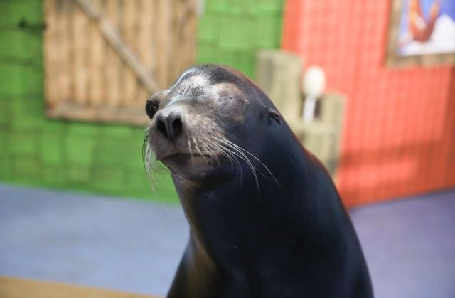 Sea Lions Alex & Josie Receive Surgery for Cataracts: PHOTOS 2