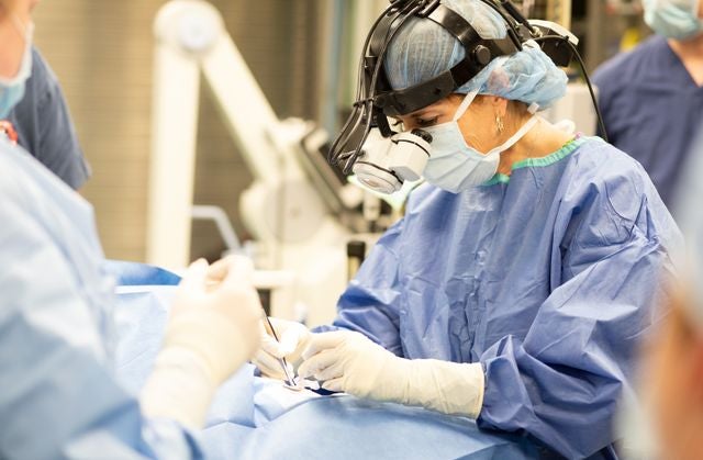 Sea Lions Alex & Josie Receive Surgery for Cataracts: PHOTOS 3