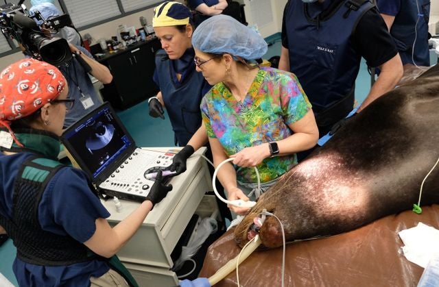 Sea Lions Alex & Josie Receive Surgery for Cataracts: PHOTOS 4