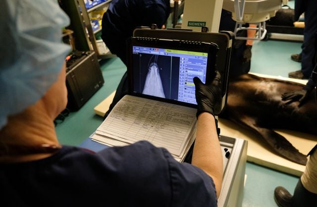 Sea Lions Alex & Josie Receive Surgery for Cataracts: PHOTOS 5