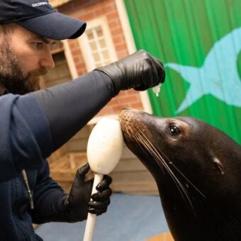 Sea Lions Alex & Josie ได้รับการผ่าตัดสำหรับต้อกระจก: ภาพถ่าย 6