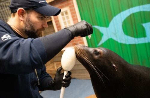 Sea Lions Alex & Josie Receive Surgery for Cataracts: PHOTOS 6