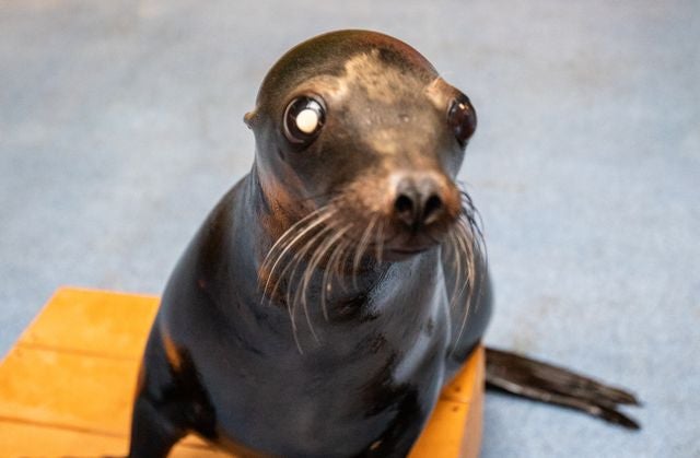 Sea Lions Alex & Josie Receive Surgery for Cataracts: PHOTOS 7