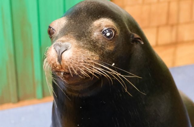 Sea Lions Alex & Josie Receive Surgery for Cataracts: PHOTOS