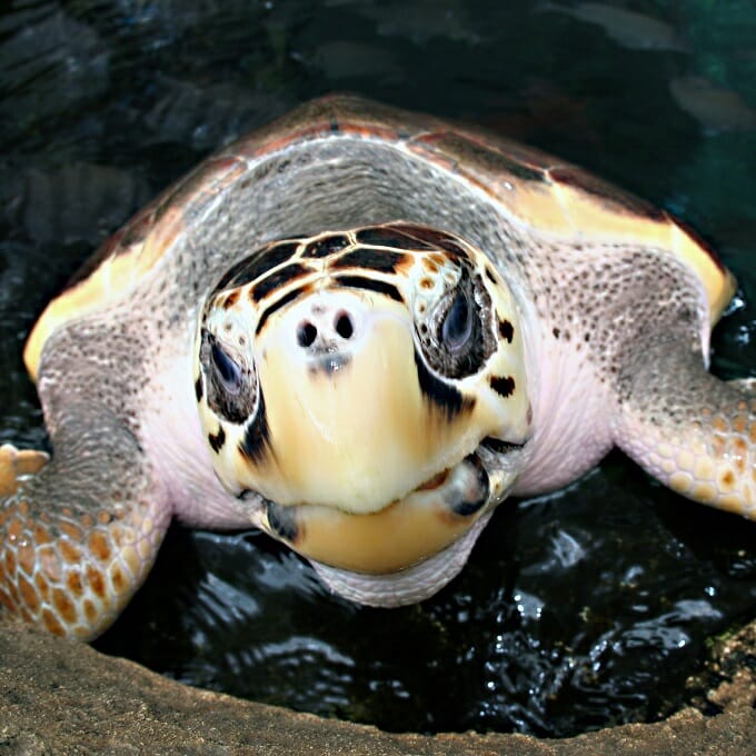 Seeing Green at Georgia Aquarium