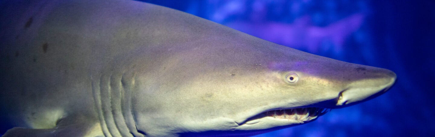 Sharks & Rays in Rapid Global Decline: IUCN Report