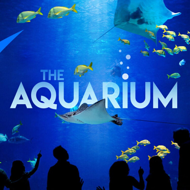 The Aquarium, on Animal Planet