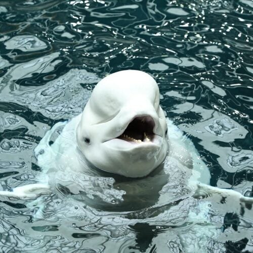 beluga whales