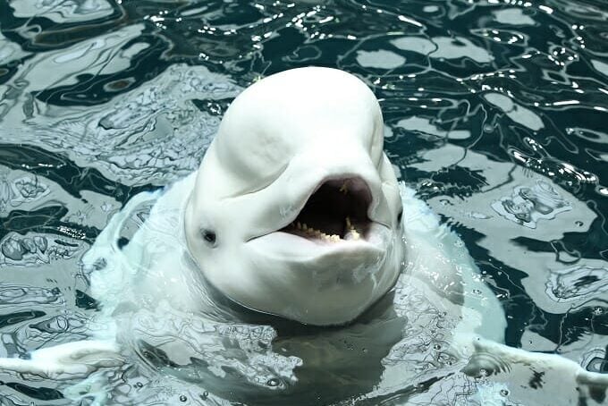 Two New Residents and 3,800 Pounds Arrive at Georgia Aquarium 2