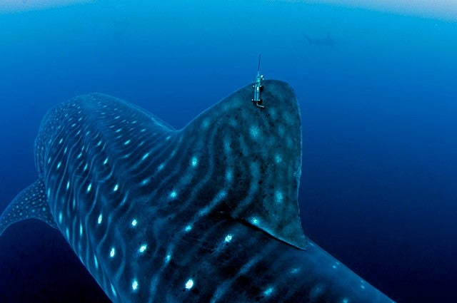 Work continues for the conservation of Whale Sharks in the Galapagos Islands after a decade since the creation of the project 1