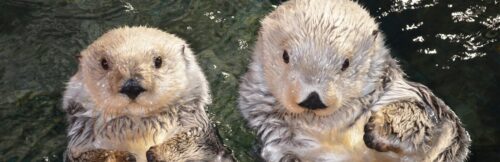 You Otter Know! 1