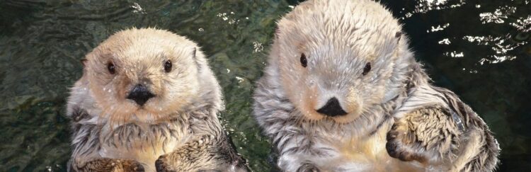 You Otter Know! 1