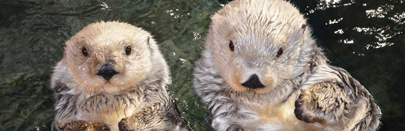 You Otter Know! 1