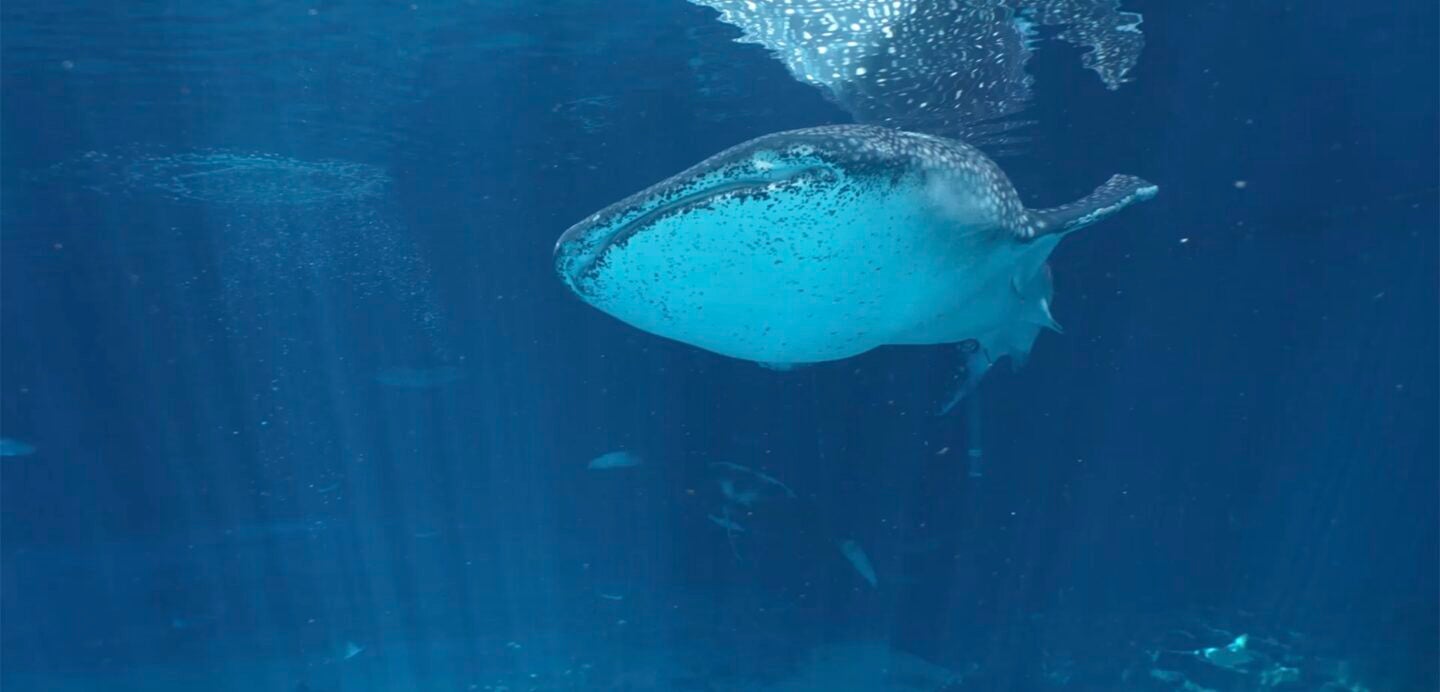 Buy Online and Save | Visit Today | Georgia Aquarium | Located in Downtown Atlanta, Georgia 6