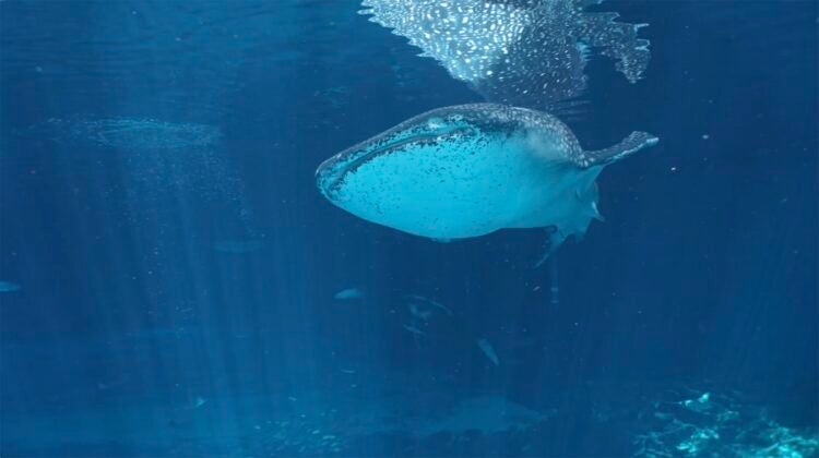Buy Online and Save | Visit Today | Georgia Aquarium | Located in Downtown Atlanta, Georgia 6