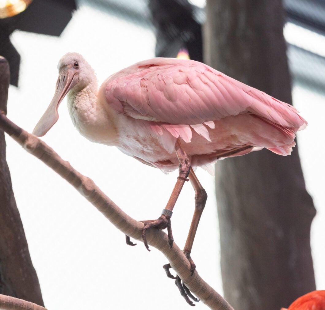 Georgia Aquarium Introduces New Coastal (and Colorful) Feathered Friends 1