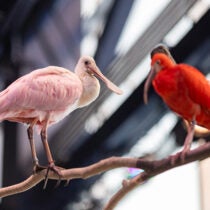 Georgia Aquarium Introduces New Coastal (and Colorful) Feathered Friends 2