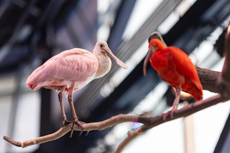 Georgia Aquarium Introduces New Coastal (and Colorful) Feathered Friends 2