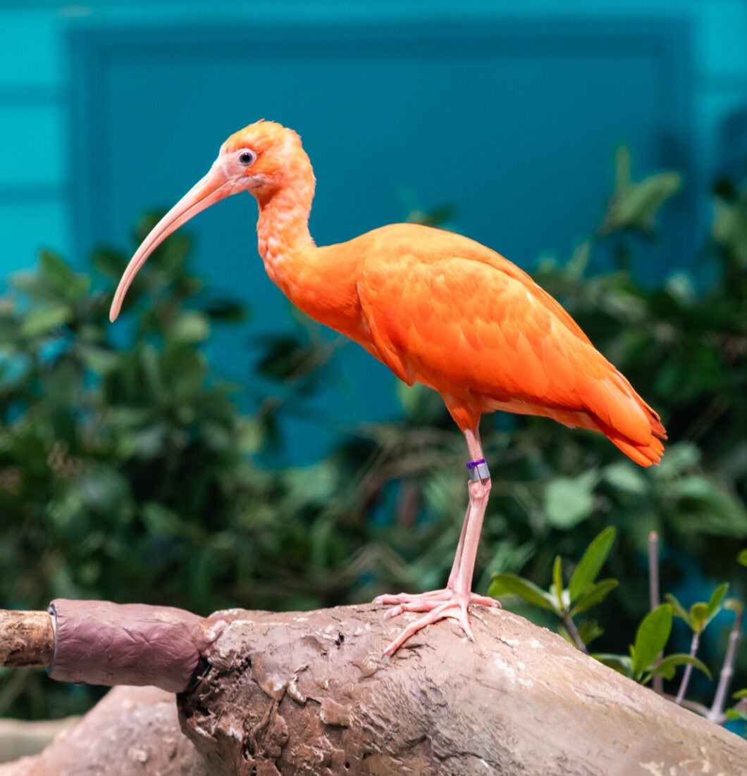 Georgia Aquarium Introduces New Coastal (and Colorful) Feathered Friends