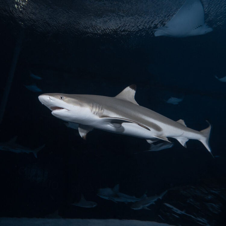 Reef Sharks Being Pushed to Brink of Extinction, New Research Shows