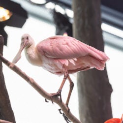 Roseate Spoonbill 1