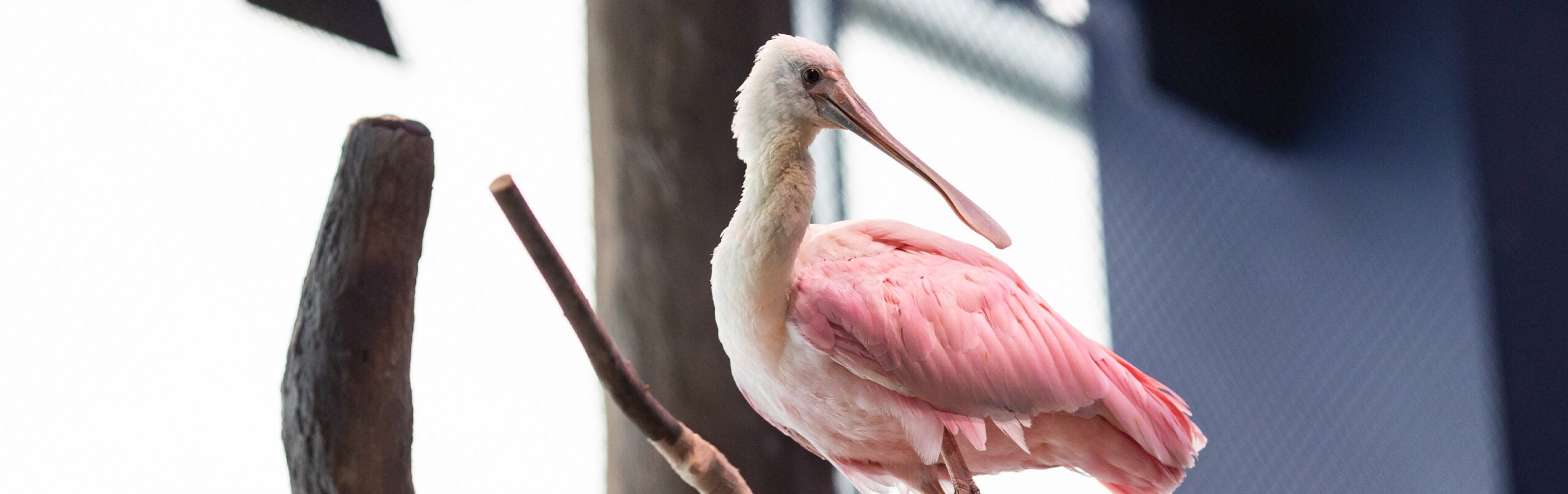 Roseate Spoonbill