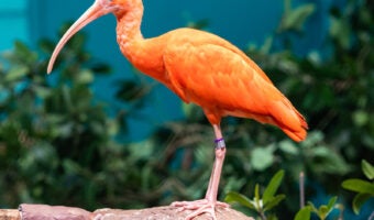 Scarlet Ibis 1