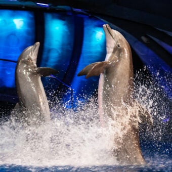 Georgia Aquarium Kicks Off Summer ‘Splash’ Sale