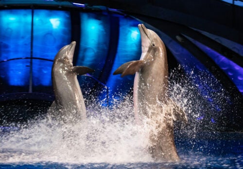 Georgia Aquarium Kicks Off Summer ‘Splash’ Sale