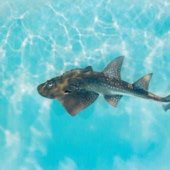 Georgia Aquarium Provides Safe Home to Rare Bowmouth Guitarfish Pups 1