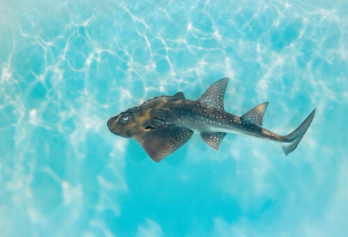 Georgia Aquarium Provides Safe Home to Rare Bowmouth Guitarfish Pups 1