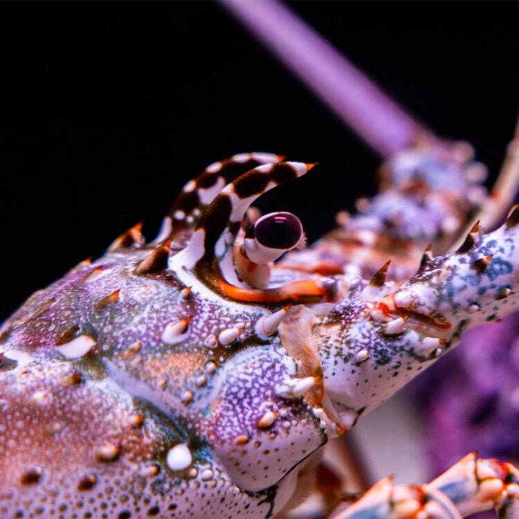 Spiny Lobster 1