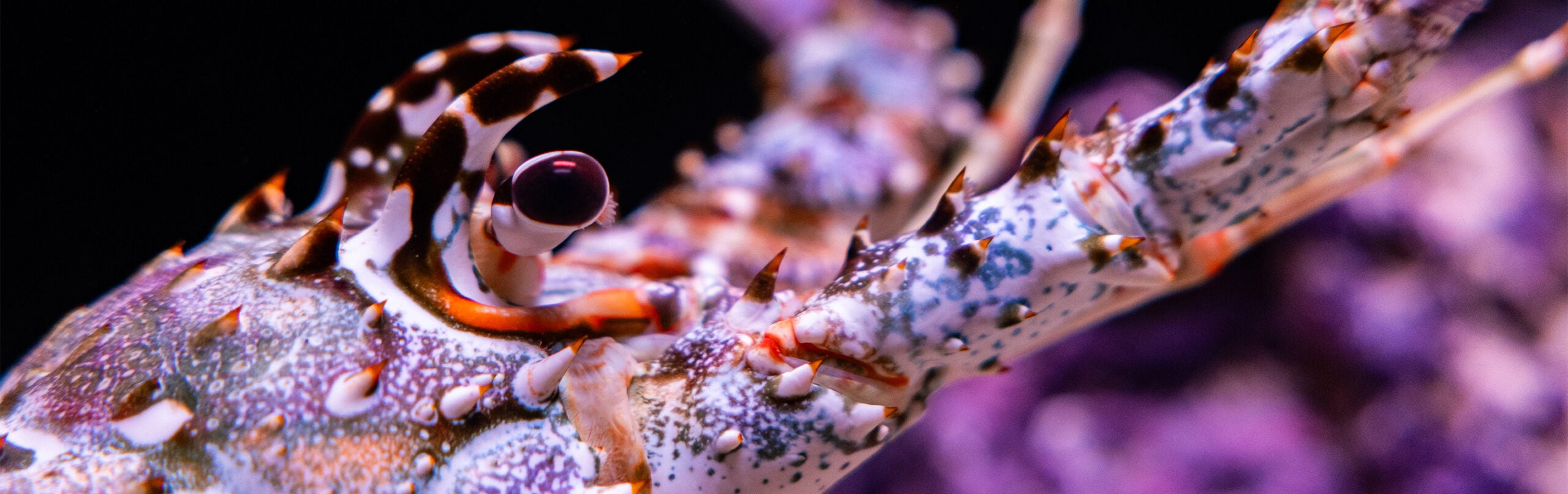 Spiny Lobster - Georgia Aquarium