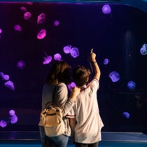 Georgia Aquarium Tips & Tricks for Visiting