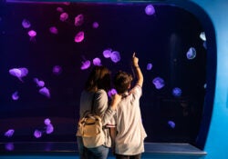 Georgia Aquarium Tips & Tricks for Visiting