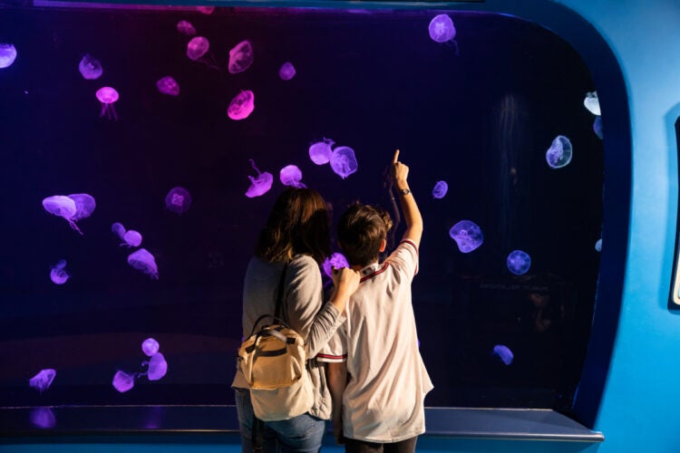 Georgia Aquarium Tips & Tricks for Visiting