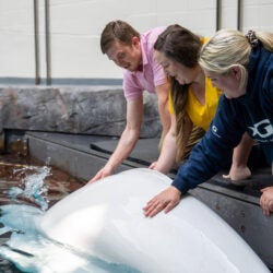 Beluga Encounter 3