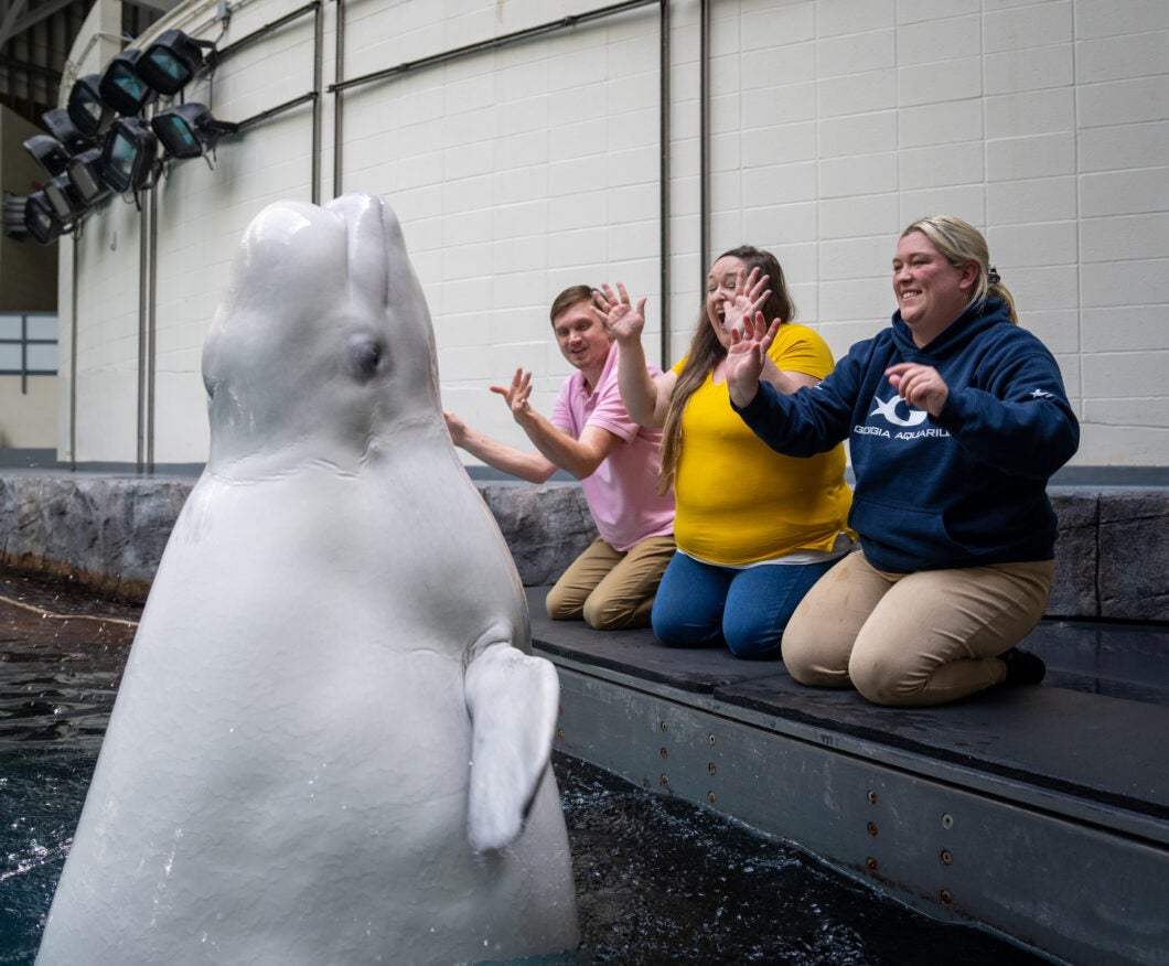 Beluga Encounter 2