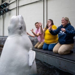 Beluga Encounter 2