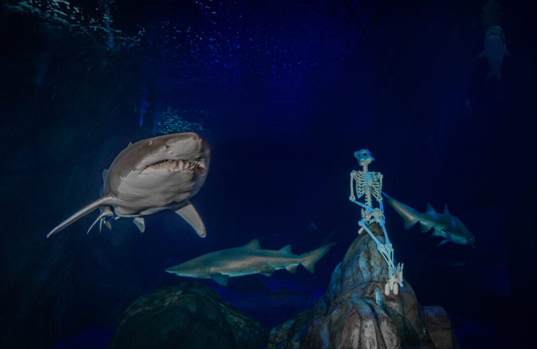 Haunted Seas 1