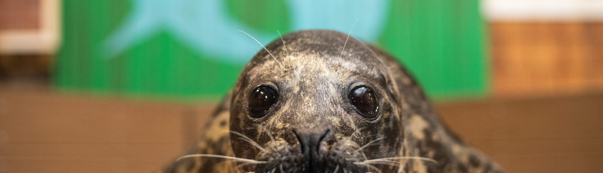 Marine Mammal Longevity Study Reveals Remarkable  Advances in Animal Welfare 1