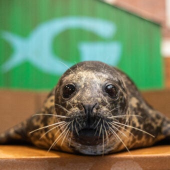 Marine Mammal Longevity Study Reveals Remarkable  Advances in Animal Welfare 1