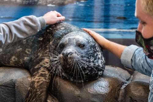 Harbor Seal Encounter