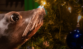 A Merry Member Morning 3