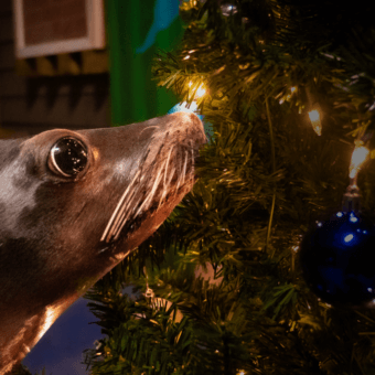 A Merry Member Morning 3