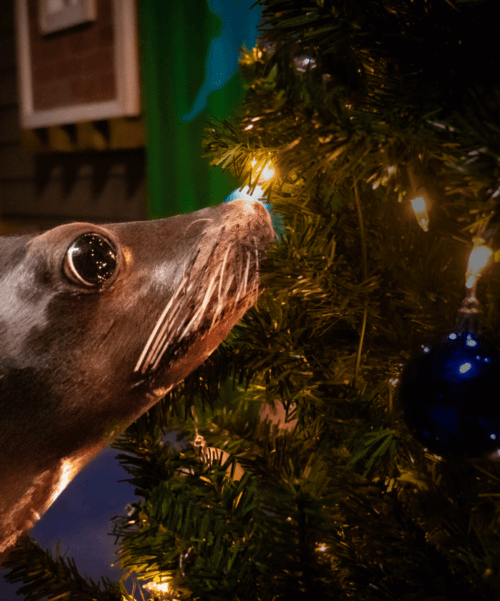 Aquarium FAQs Aquarium